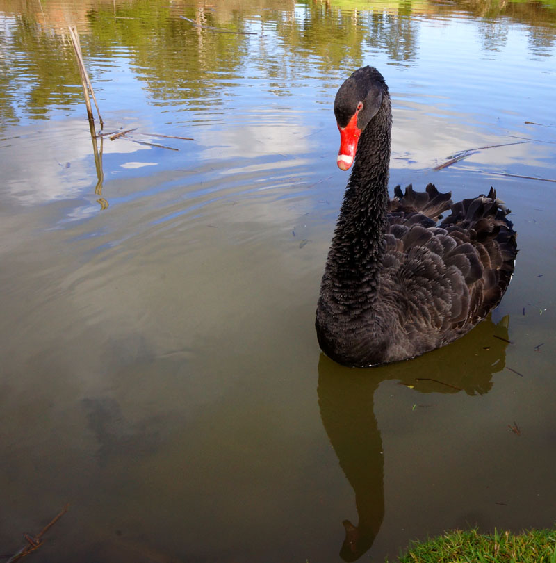 Click image for larger version

Name:	Swanny.jpg
Views:	24
Size:	134.9 KB
ID:	387779