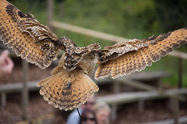 Click image for larger version

Name:	Owl-1806.jpg
Views:	72
Size:	1.06 MB
ID:	388162