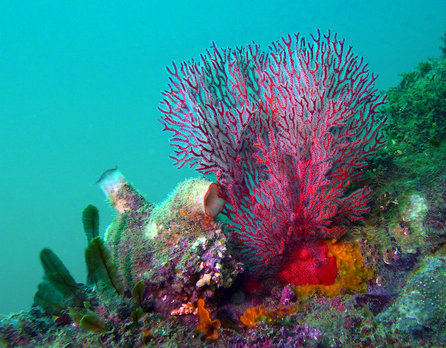 Click image for larger version

Name:	Gorgonian with ascidian.jpg
Views:	34
Size:	246.4 KB
ID:	388196