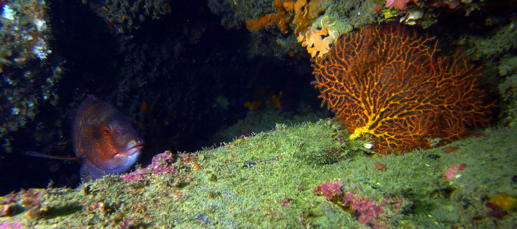 Click image for larger version

Name:	Wrasse and Fan.jpg
Views:	33
Size:	175.6 KB
ID:	388199