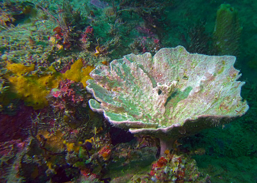 Click image for larger version

Name:	Plate sponge.jpg
Views:	27
Size:	224.1 KB
ID:	388631