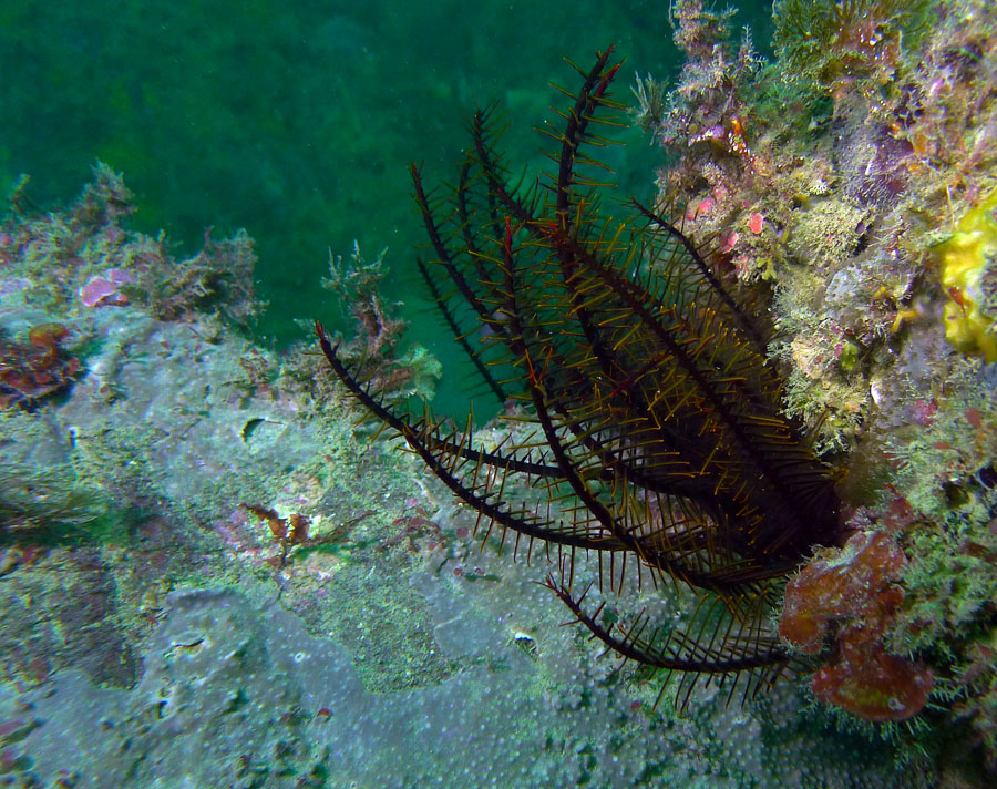 Click image for larger version

Name:	Crinoid.jpg
Views:	25
Size:	253.8 KB
ID:	388632
