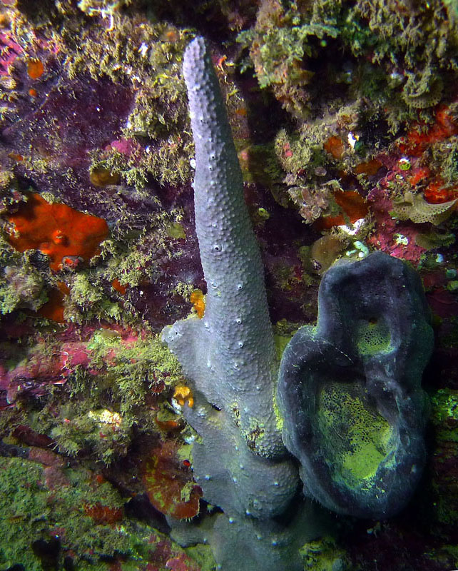 Click image for larger version

Name:	Finger sponge.jpg
Views:	23
Size:	223.1 KB
ID:	388633