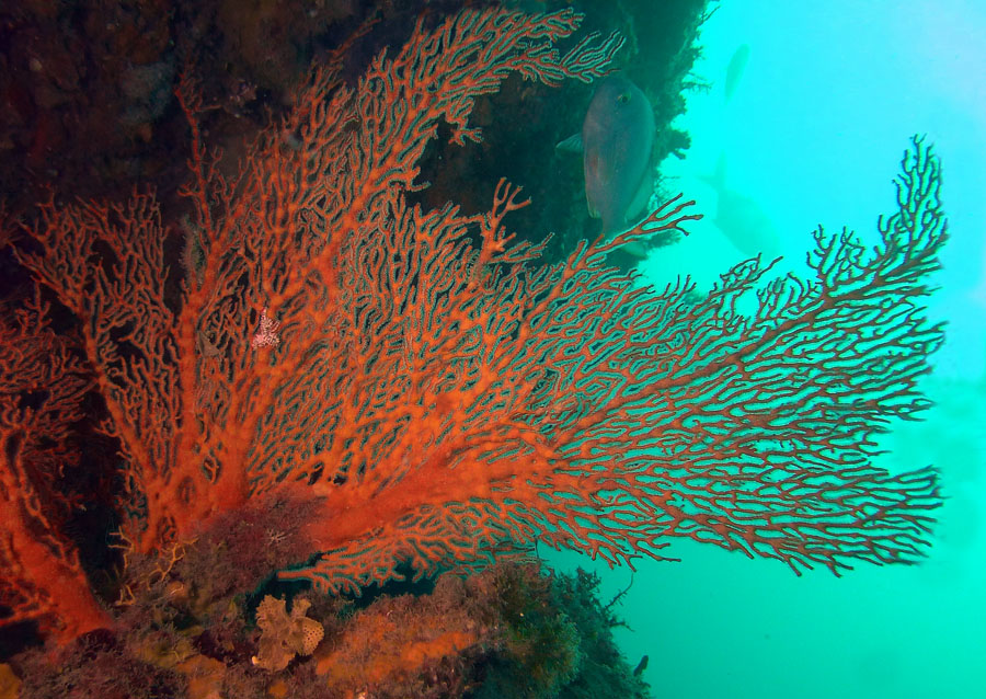 Click image for larger version

Name:	Red Gorgonian.jpg
Views:	24
Size:	217.9 KB
ID:	388634