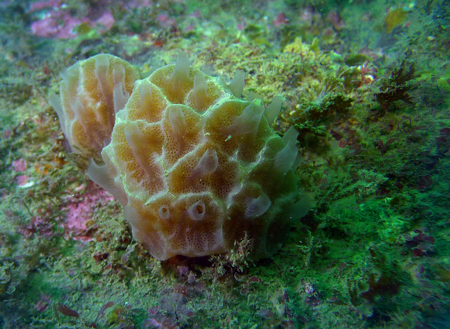 Click image for larger version

Name:	Compound ascidian.jpg
Views:	25
Size:	205.6 KB
ID:	388635