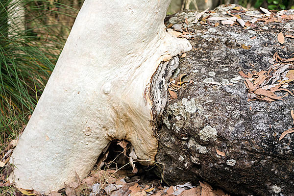 Click image for larger version

Name:	556-Hungry-tree.jpg
Views:	53
Size:	242.3 KB
ID:	388663