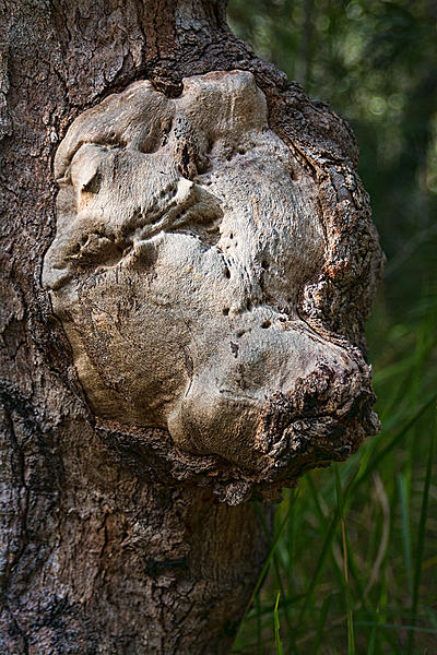 Click image for larger version

Name:	337.Boar-in-a-tree.jpg
Views:	51
Size:	243.0 KB
ID:	388664