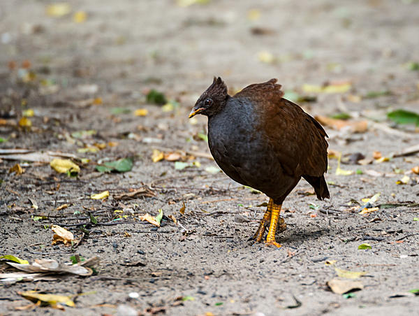 Click image for larger version

Name:	545-Orange-footed-scrub-fowl.jpg
Views:	66
Size:	237.1 KB
ID:	388667