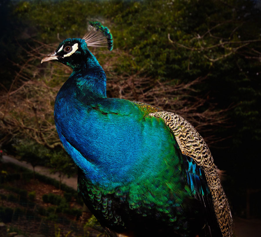 Click image for larger version

Name:	Peacock.jpg
Views:	37
Size:	210.2 KB
ID:	388858