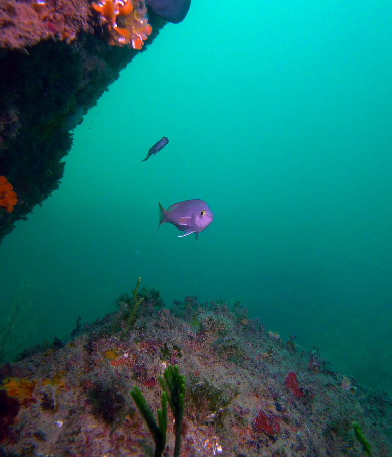Click image for larger version

Name:	Barber Perch.jpg
Views:	25
Size:	129.6 KB
ID:	388994