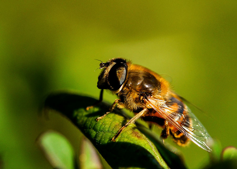 Click image for larger version

Name:	Bee 2a.jpg
Views:	32
Size:	125.7 KB
ID:	389250
