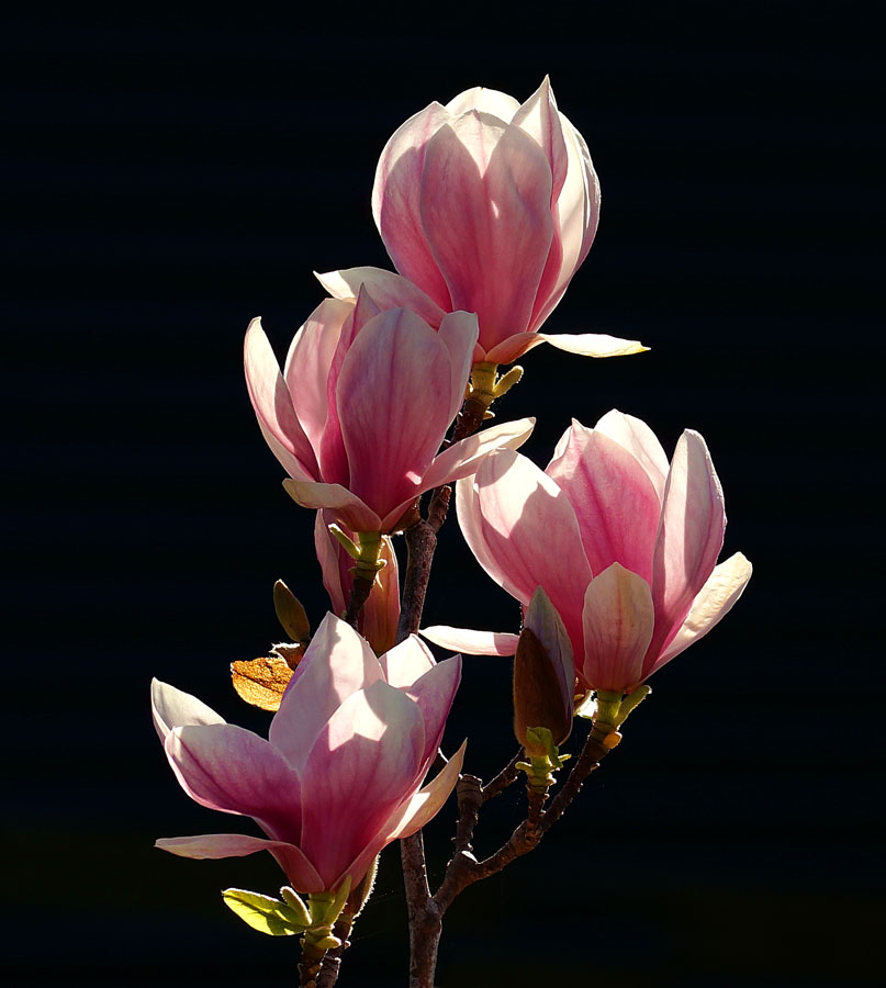 Click image for larger version

Name:	Magnolia.jpg
Views:	35
Size:	115.0 KB
ID:	389252
