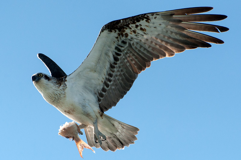Click image for larger version

Name:	sea eagle.jpg
Views:	21
Size:	127.3 KB
ID:	389364