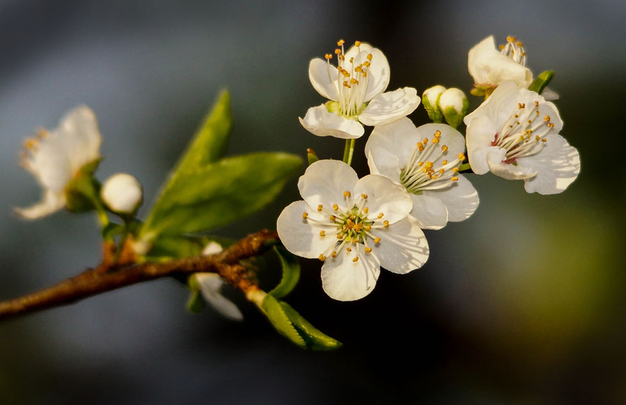 Click image for larger version

Name:	Blossom 2.jpg
Views:	32
Size:	92.0 KB
ID:	389606