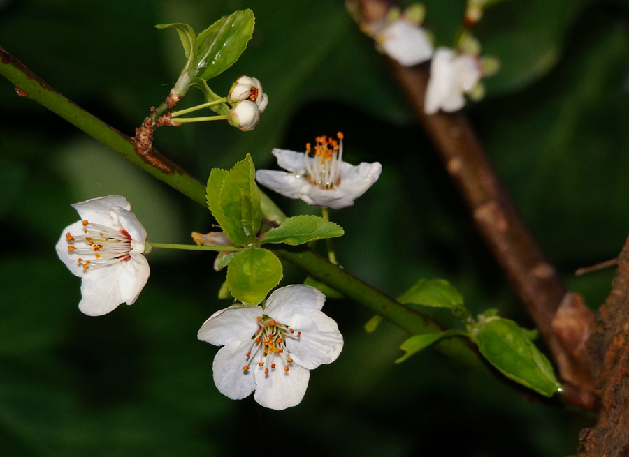 Click image for larger version

Name:	Yellow Plum blossom.jpg
Views:	31
Size:	95.9 KB
ID:	389607