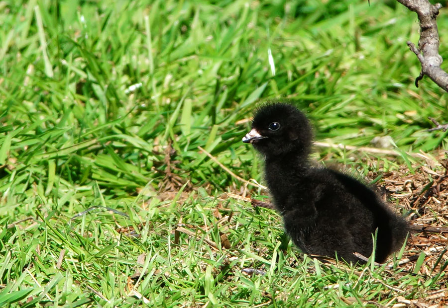 Click image for larger version

Name:	Fluffball.jpg
Views:	24
Size:	230.4 KB
ID:	389744