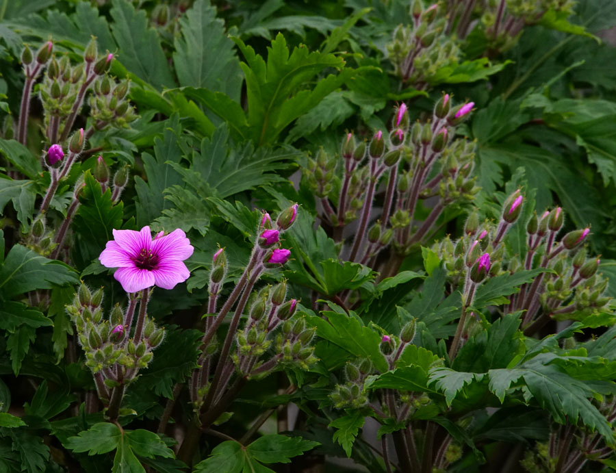 Click image for larger version

Name:	Geranium.jpg
Views:	38
Size:	180.0 KB
ID:	390478