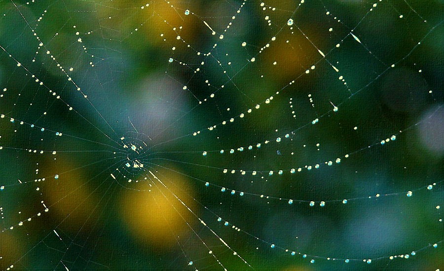 Click image for larger version

Name:	Lemon tree web_FotoSketcher.jpg
Views:	43
Size:	143.4 KB
ID:	390574