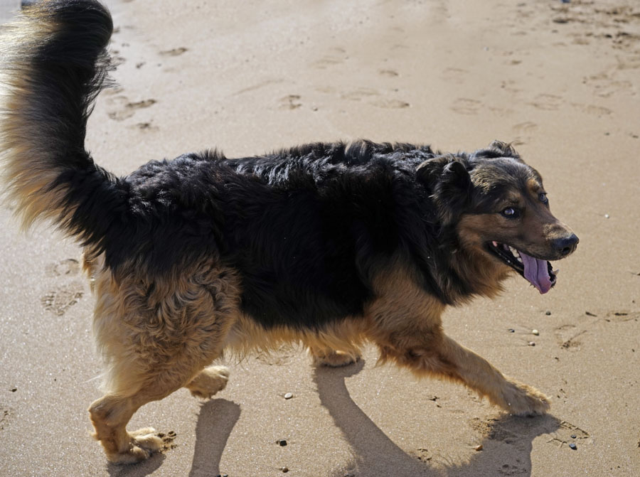 Click image for larger version

Name:	Happy doggy.jpg
Views:	41
Size:	140.9 KB
ID:	391214
