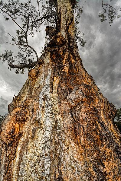 Click image for larger version

Name:	018-Tree.jpg
Views:	67
Size:	238.6 KB
ID:	391656