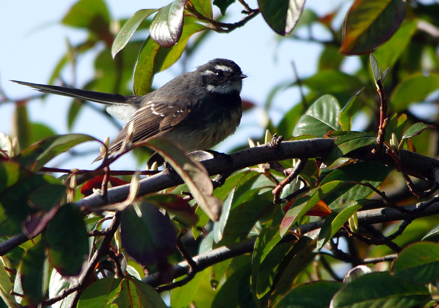 Click image for larger version

Name:	Fantail.jpg
Views:	27
Size:	168.9 KB
ID:	391685