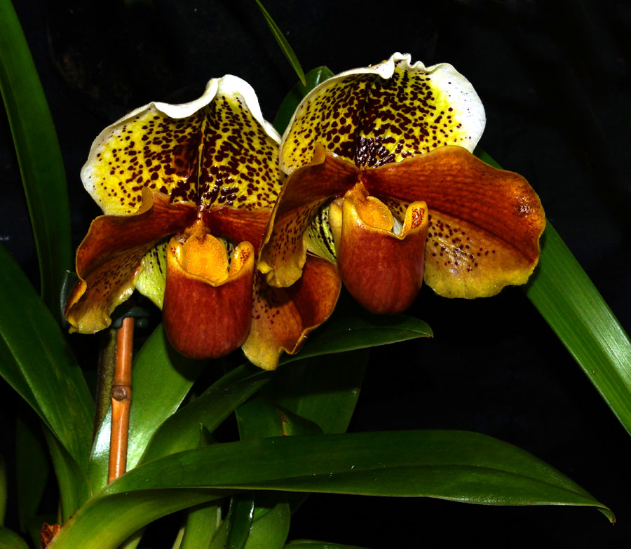 Click image for larger version

Name:	DSC06427.JPG
Views:	29
Size:	165.3 KB
ID:	392767