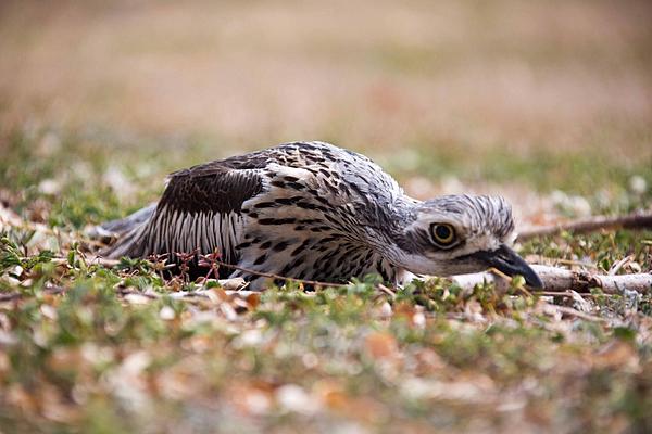 Click image for larger version

Name:	Stone Curlew nesting-6412.jpg
Views:	76
Size:	138.6 KB
ID:	392846