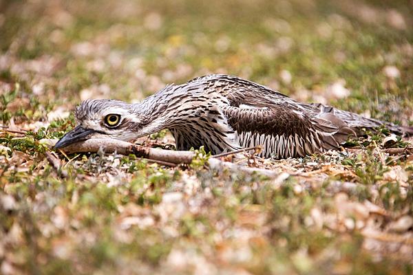 Click image for larger version

Name:	Stone Curlew nesting-6413.jpg
Views:	73
Size:	187.9 KB
ID:	392847