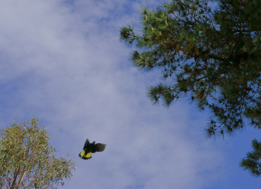 Click image for larger version

Name:	Between the trees.jpg
Views:	23
Size:	160.3 KB
ID:	393382