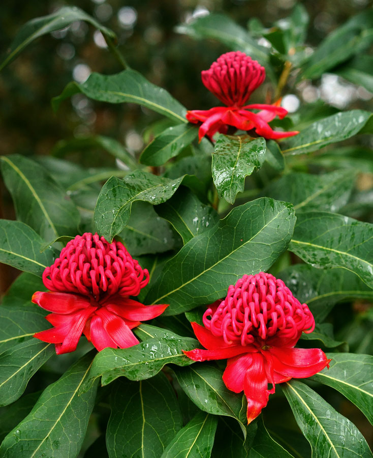 Click image for larger version

Name:	Waratah 3.jpg
Views:	12
Size:	191.3 KB
ID:	393555
