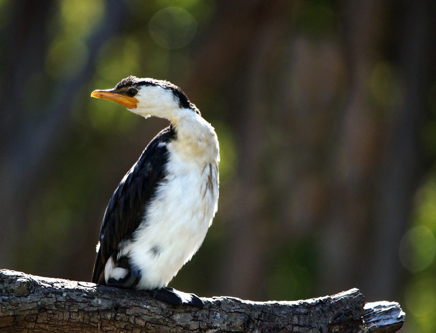 Click image for larger version

Name:	Pied 2.jpg
Views:	31
Size:	187.0 KB
ID:	396459