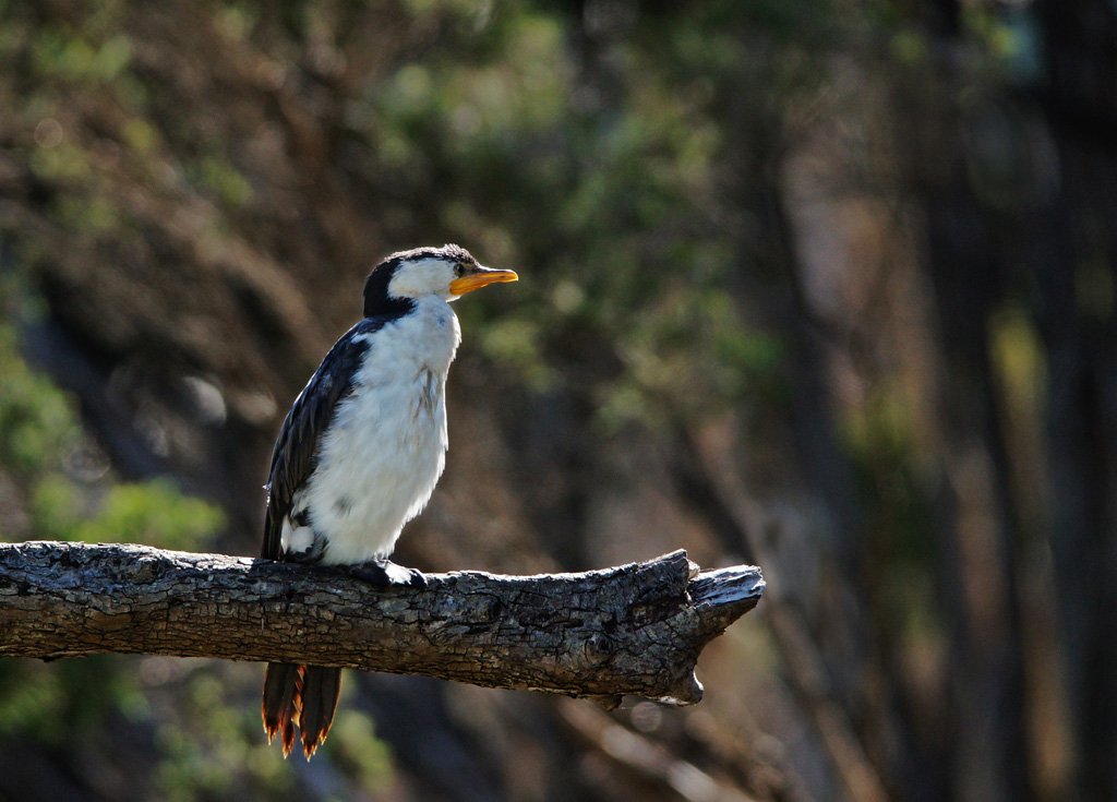 Click image for larger version

Name:	Pied Cormorant.jpg
Views:	30
Size:	238.2 KB
ID:	396461