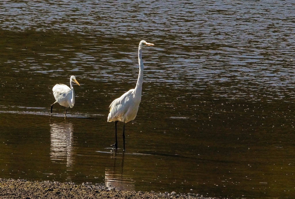 Click image for larger version

Name:	Egret pair.jpg
Views:	17
Size:	358.3 KB
ID:	396488