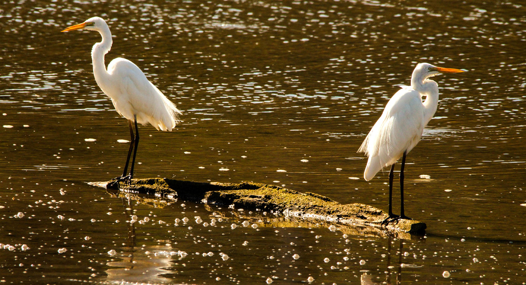 Click image for larger version

Name:	Egret pair4 copy.jpg
Views:	17
Size:	361.1 KB
ID:	396489