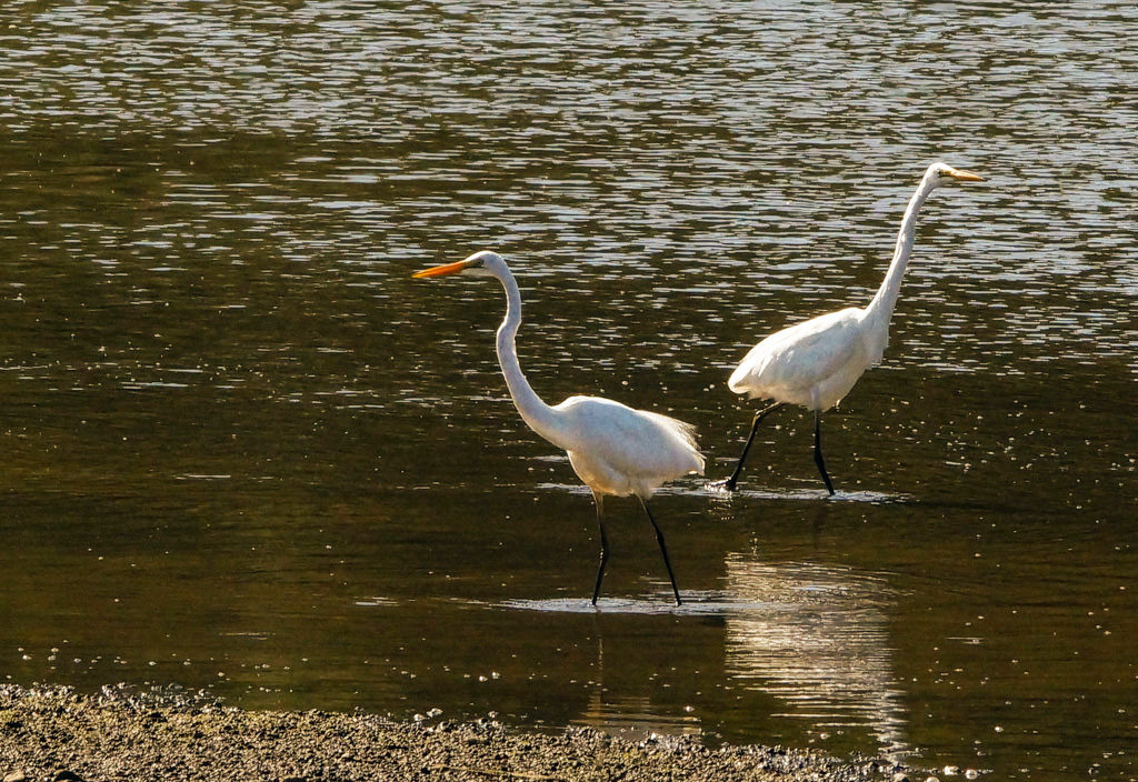 Click image for larger version

Name:	Egret pair2.jpg
Views:	18
Size:	410.9 KB
ID:	396490