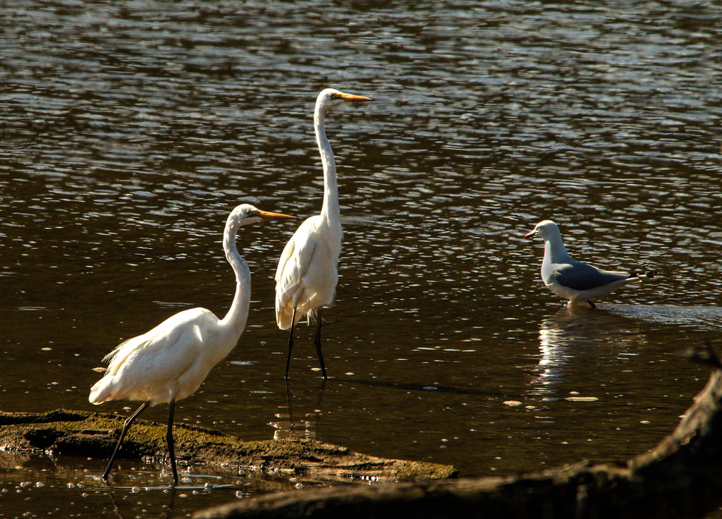 Click image for larger version

Name:	Egret pair3.jpg
Views:	17
Size:	427.8 KB
ID:	396491