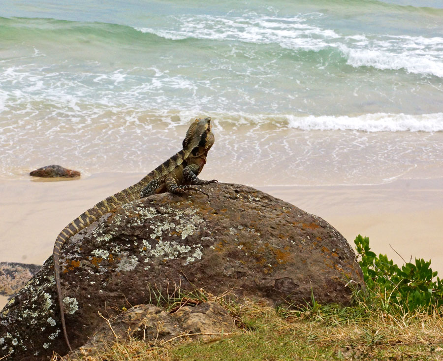 Click image for larger version

Name:	Surf's up.jpg
Views:	28
Size:	221.4 KB
ID:	397046