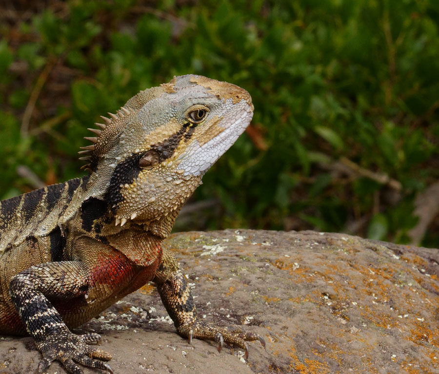 Click image for larger version

Name:	Dragon.jpg
Views:	27
Size:	209.6 KB
ID:	397047