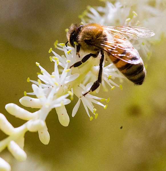 Click image for larger version

Name:	Bees 4-4456.jpg
Views:	72
Size:	1.06 MB
ID:	397269