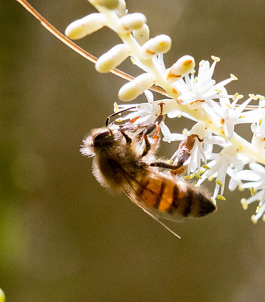 Click image for larger version

Name:	Bees 4-4418.jpg
Views:	69
Size:	897.4 KB
ID:	397270