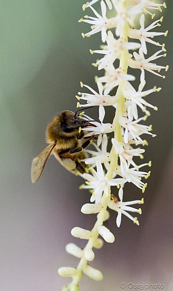 Click image for larger version

Name:	Bees-4101.jpg
Views:	83
Size:	61.8 KB
ID:	397271