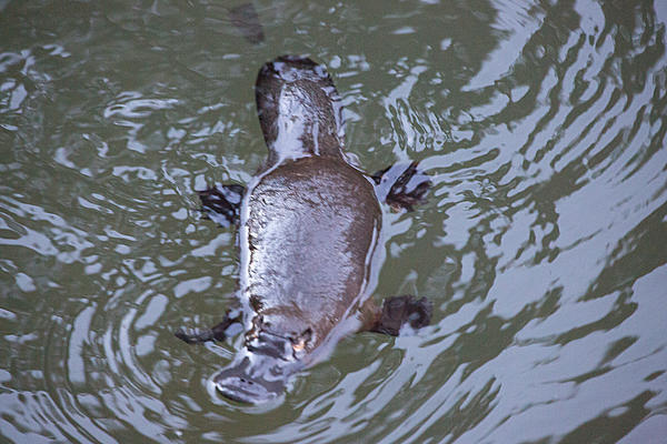 Click image for larger version

Name:	Platypus swimming-6765.jpg
Views:	67
Size:	1.52 MB
ID:	397274