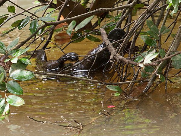 Click image for larger version

Name:	Platypus having a scratch-3318.jpg
Views:	69
Size:	1.22 MB
ID:	397273