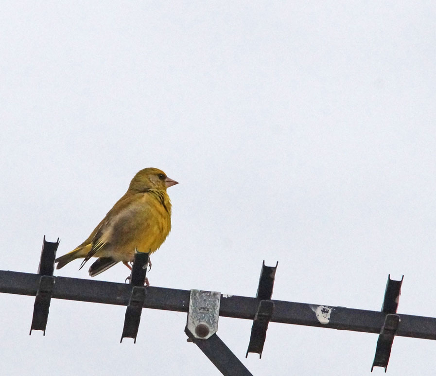 Click image for larger version

Name:	Green finch.jpg
Views:	26
Size:	100.7 KB
ID:	397402