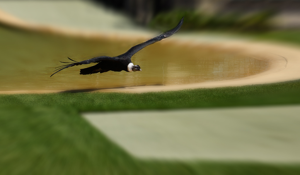 Click image for larger version

Name:	Condor.jpg
Views:	30
Size:	223.4 KB
ID:	397977