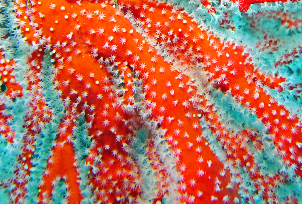 Click image for larger version

Name:	Polyps.jpg
Views:	21
Size:	921.2 KB
ID:	398084