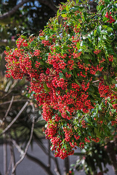 Click image for larger version

Name:	008-Lilly-Pilly.jpg
Views:	80
Size:	224.3 KB
ID:	398237