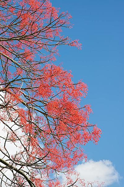 Click image for larger version

Name:	009-Illawarra-Flame.jpg
Views:	68
Size:	227.6 KB
ID:	398238