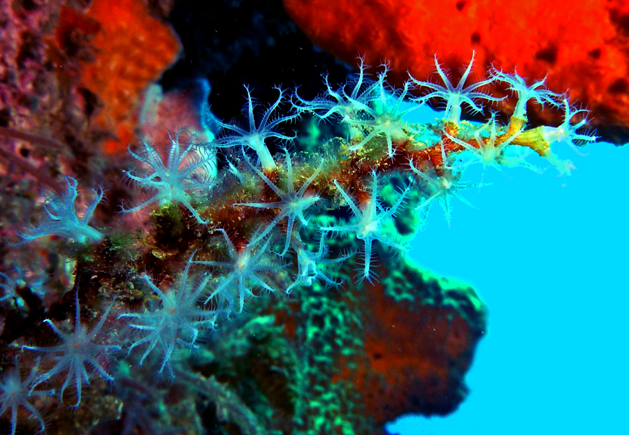 Click image for larger version

Name:	Hydroids.jpg
Views:	33
Size:	586.5 KB
ID:	398329