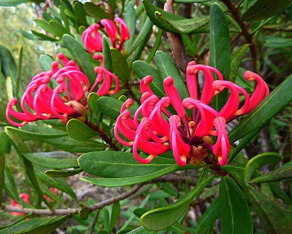Click image for larger version

Name:	Tasmanian Waratah..jpg
Views:	77
Size:	686.2 KB
ID:	399511